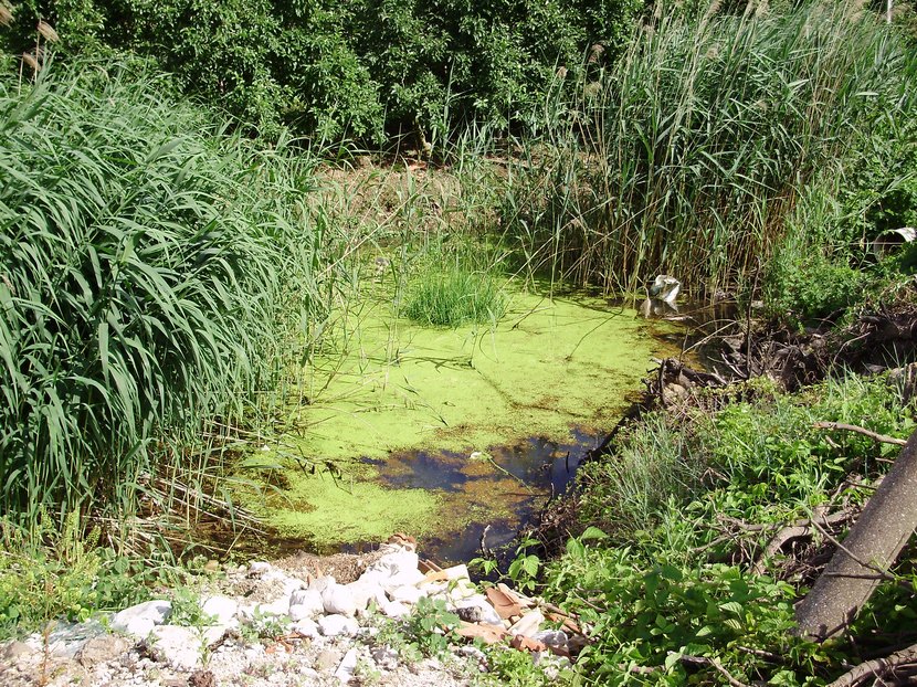 La Valle dell''Adige e l''ululone